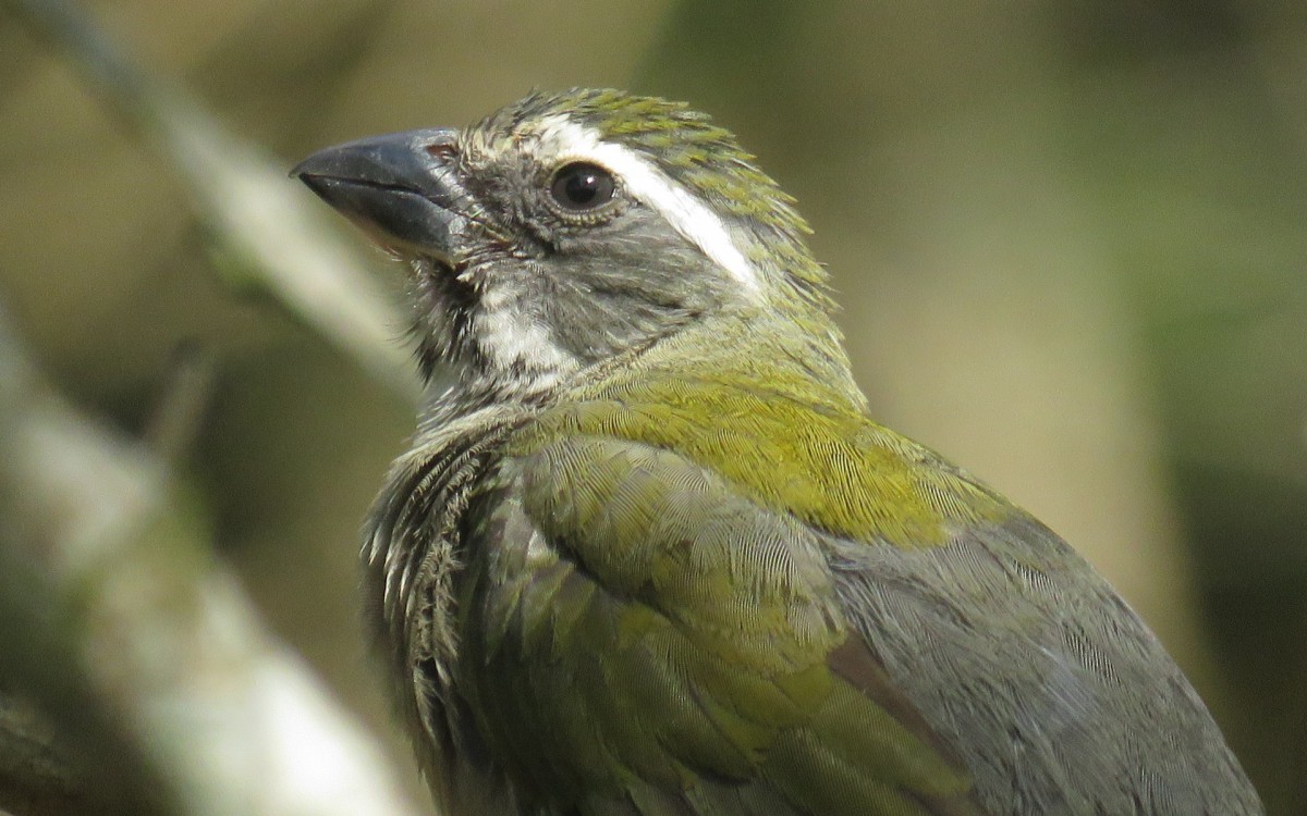 Trica-ferro, um das esp&eacute;cies v&iacute;timas de captura ilegal                                