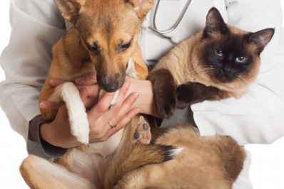 SSUBEA inicia castração gratuita de animais errantes