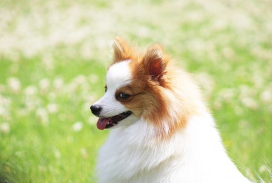 Pelo menos nove cachorros morrem após comer petisco animal