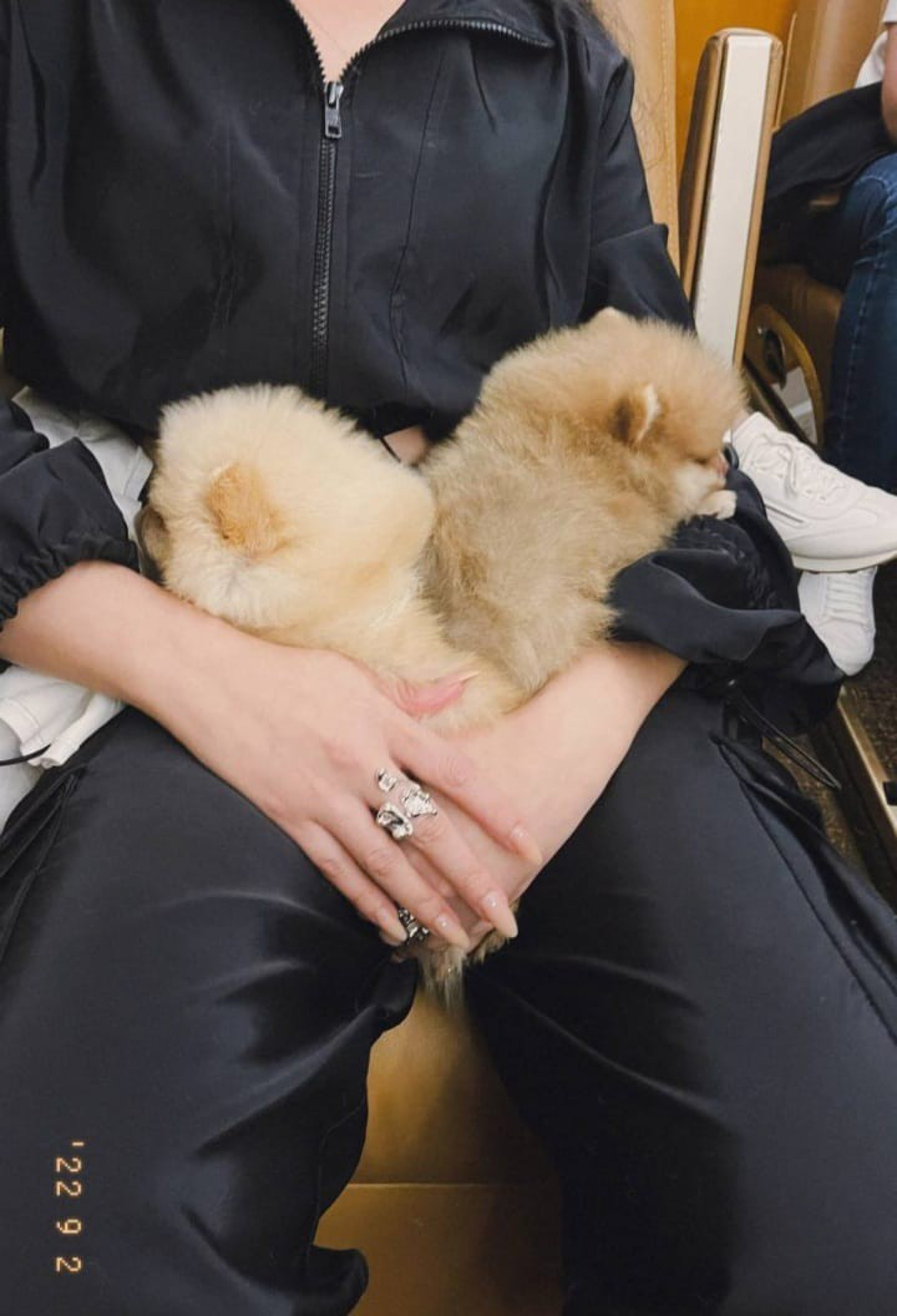 Juliette surpreendeu a mãe com dois cachorrinhos  - Reprodução/Instagram 