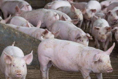 Abate de suínos bate recorde no segundo trimestre, aponta IBGE