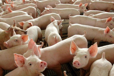 Produção de carne suína e de frango terá volume recorde em 2026