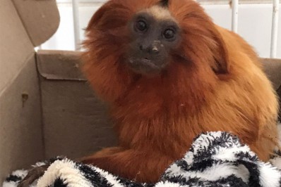 Mico-leão-dourado é resgatado em Saquarema após ser alvejado com arma de chumbinho
