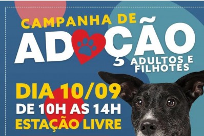 Nova Campanha de adoção responsável de cães será promovida pela SSUBEA no próximo sábado, 10