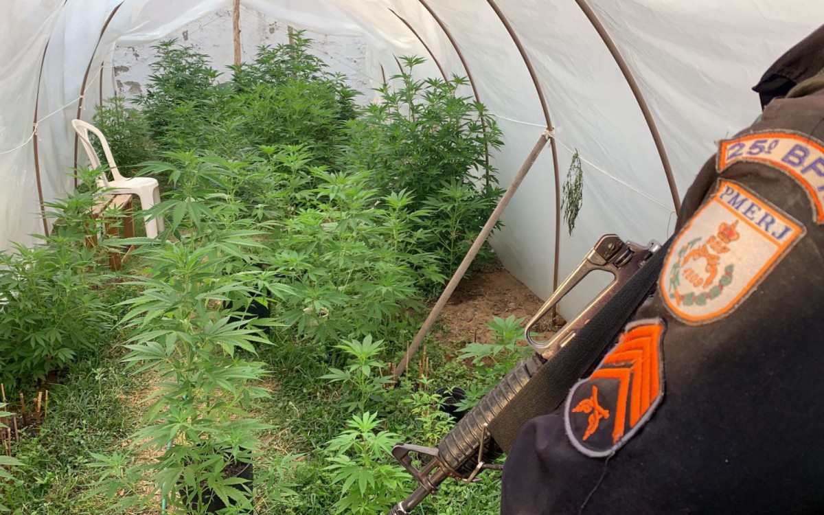 A planta&ccedil;&atilde;o estava em uma estufa improvisada dentro de um dos condom&iacute;nios mais conhecidos da cidade 