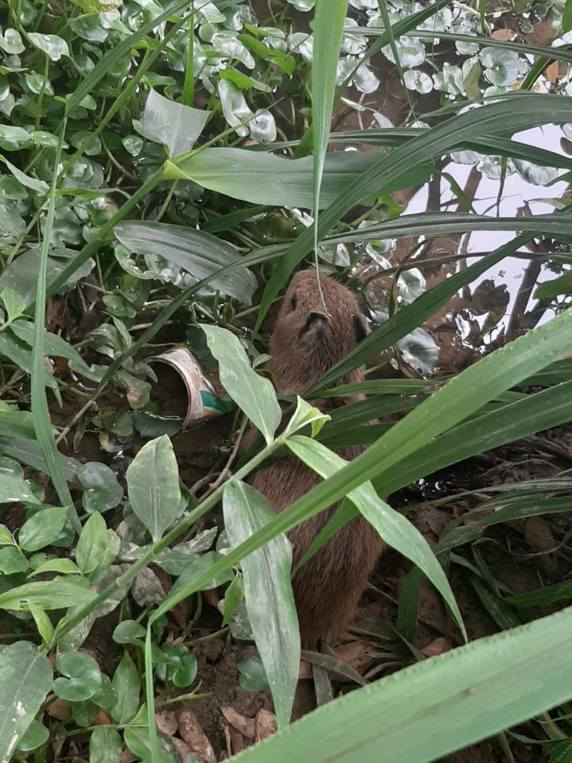 Roedor foi entregue numa &aacute;rea pr&oacute;xima ao Rio Para&iacute;ba do Sul