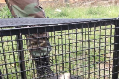 Tamanduá-mirim é resgatado em Itatiaia