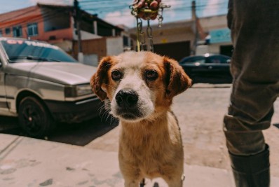 Canil Municipal de Cabo Frio oferece consultas veterinárias gratuitas