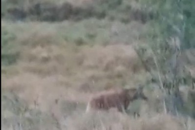 Vídeo: lobo-guará é flagrado em Maricá