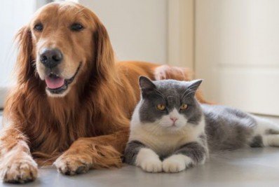 Moradores de Lumiar e Conquista poderão se cadastrar para castrar seus animais
