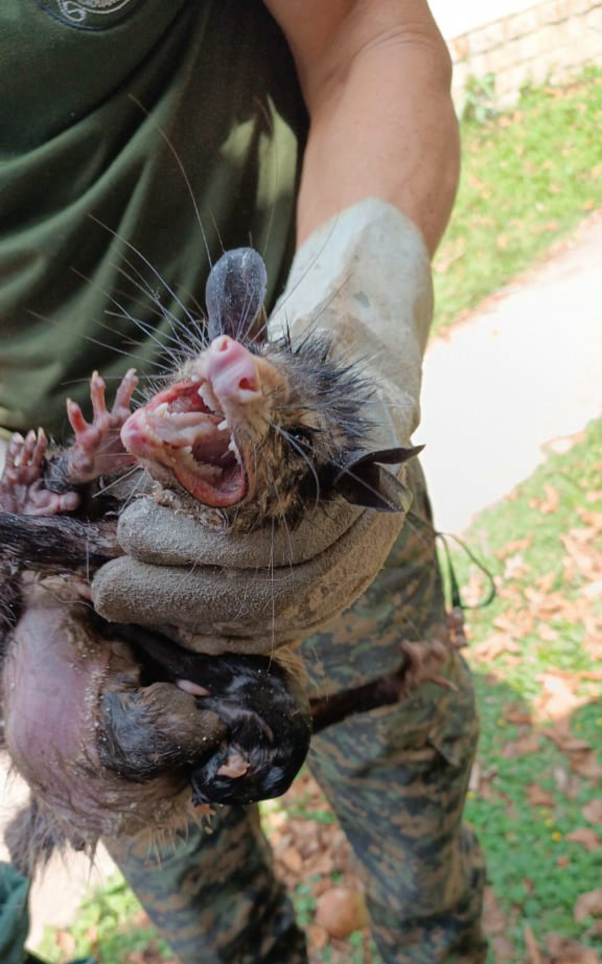 Gamb&aacute; com queimaduras &eacute; resgatada pela Guarda Ambiental de Saquarema