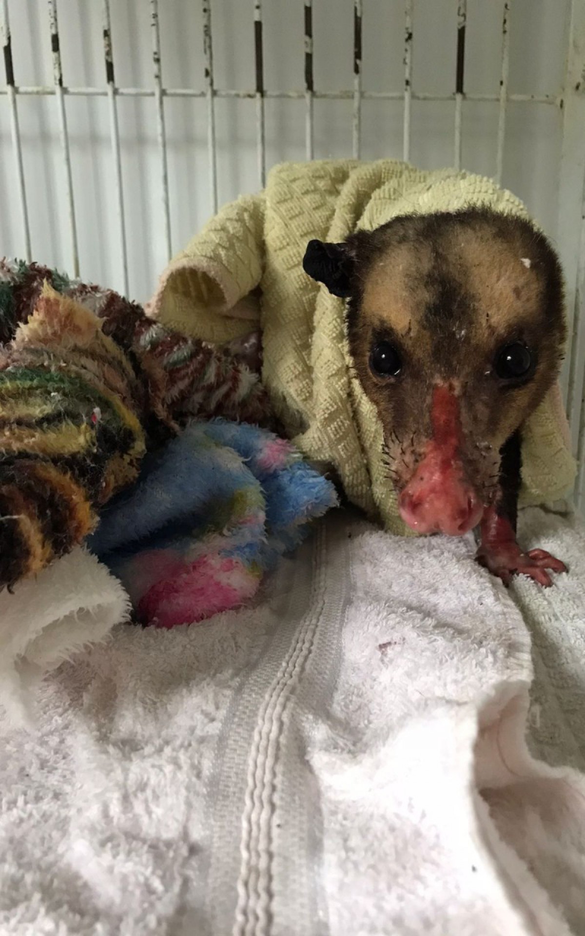 Gamb&aacute; com queimaduras &eacute; resgatada pela Guarda Ambiental de Saquarema - Divulga&ccedil;&atilde;o/Prefeitura de Saquarema