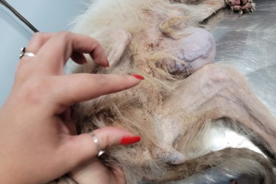 Proteção Animal: Denúncia de maus-tratos resulta em mais uma prisão em flagrante 