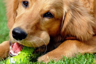 Cães poderão circular e permanecer nos parques municipais