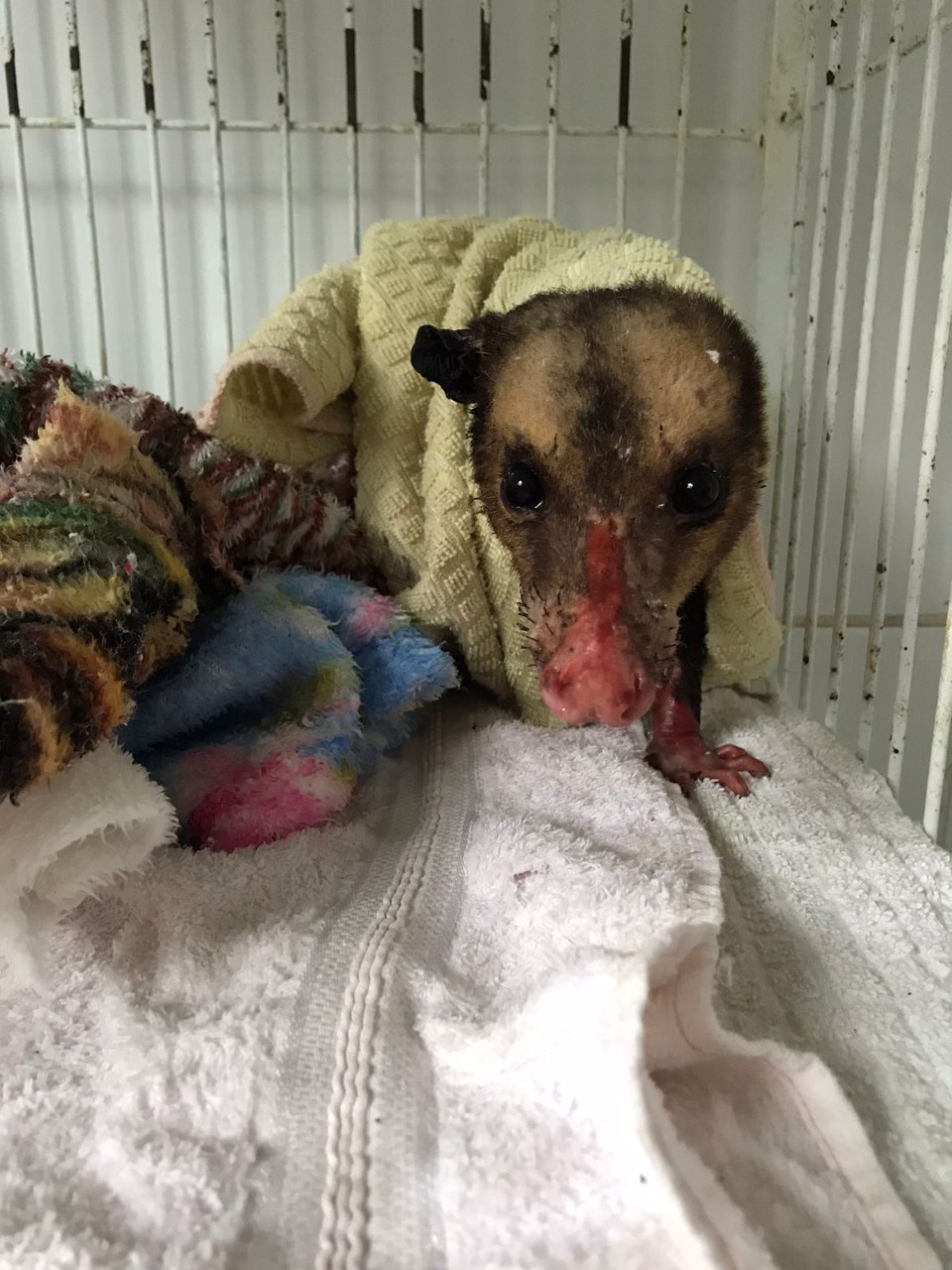 Gamb&aacute; com queimaduras &eacute; resgatada pela Guarda Ambiental de Saquarema