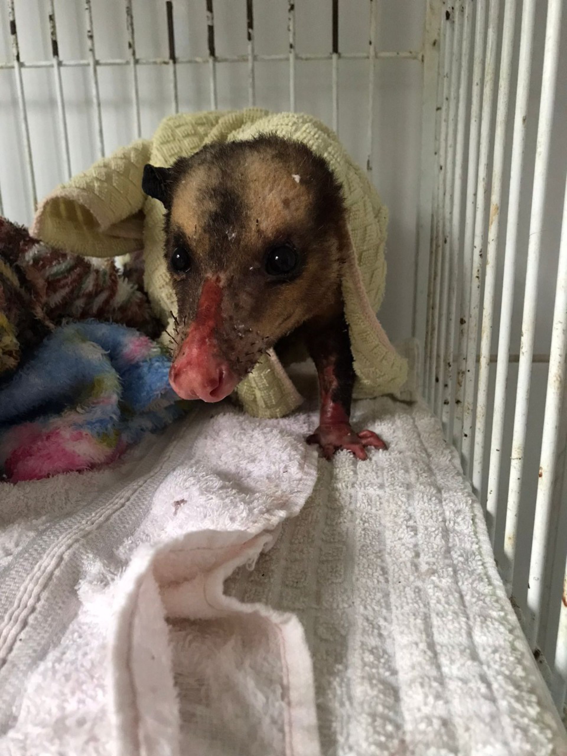 Gamb&aacute; com queimaduras &eacute; resgatada pela Guarda Ambiental de Saquarema