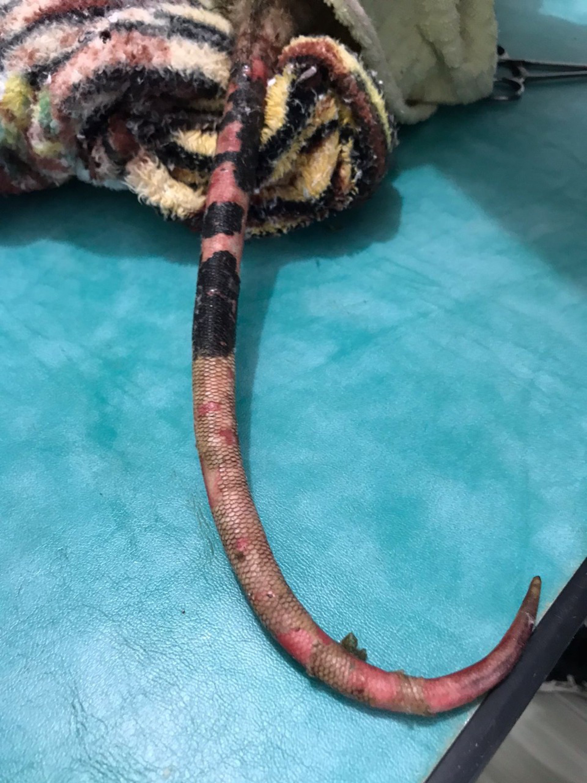 Gamb&aacute; com queimaduras &eacute; resgatada pela Guarda Ambiental de Saquarema