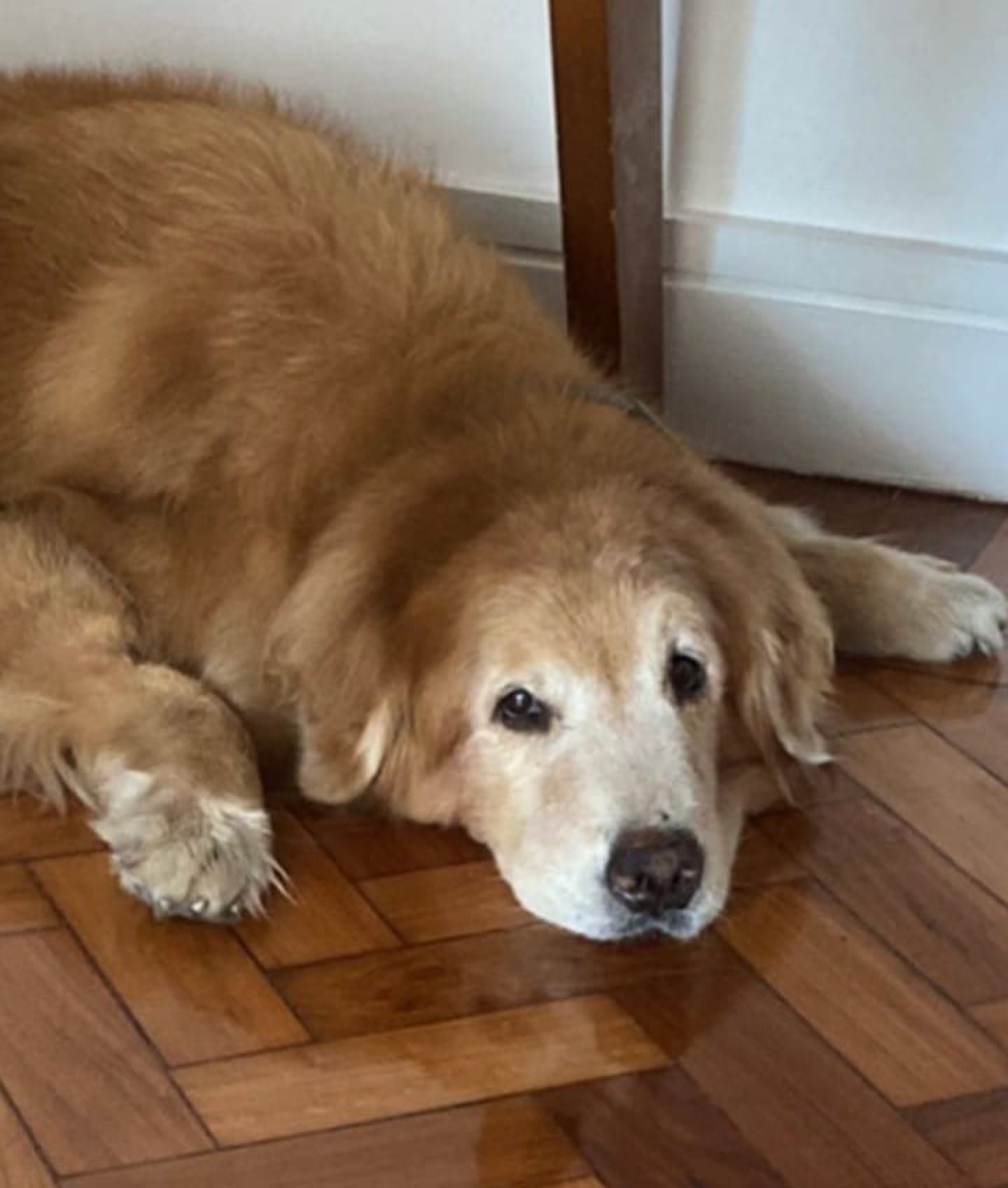 Rafael Vitti lamentou a morte de Simba, animal de estimação da família  - Reprodução/Instagram