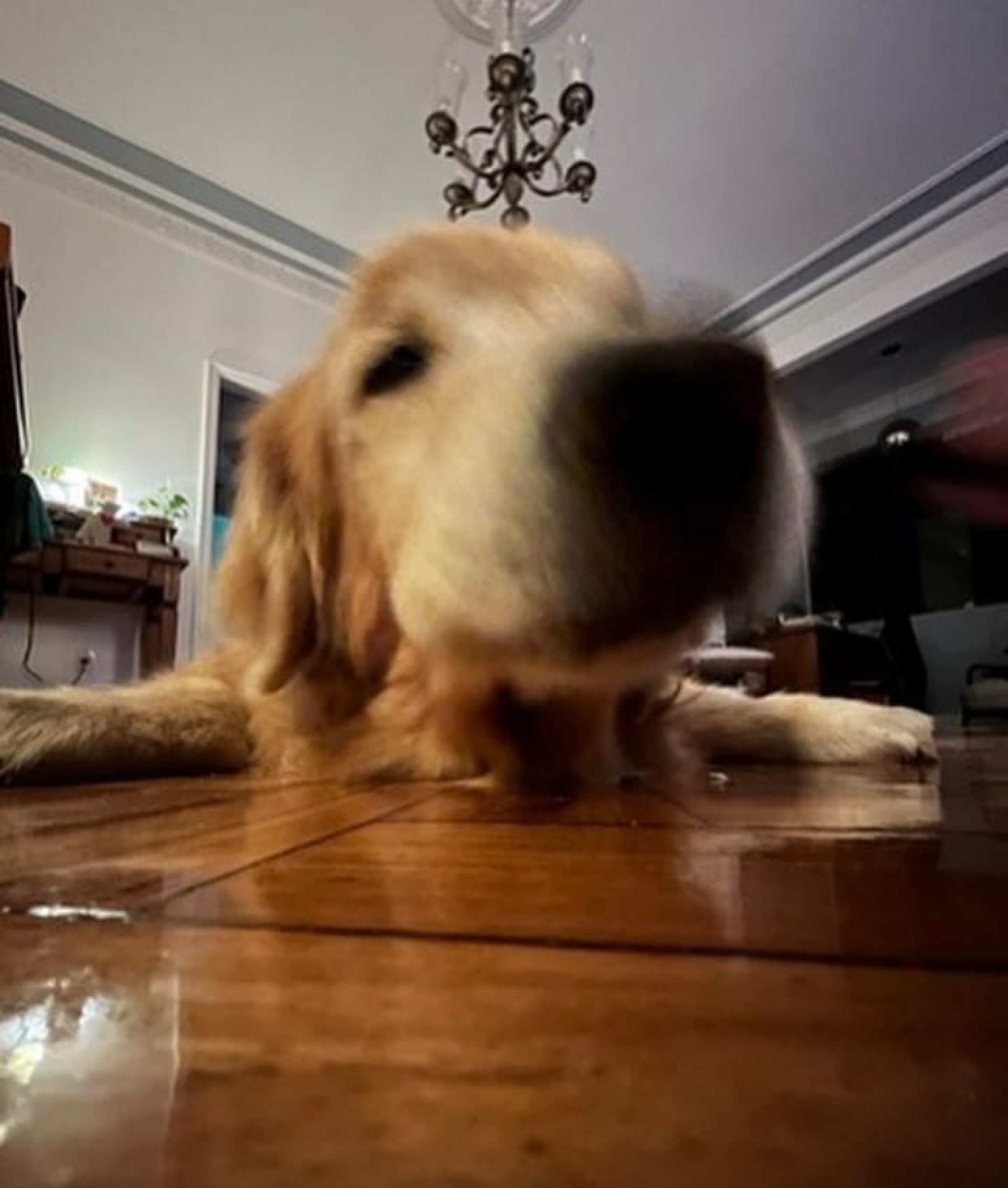 Rafael Vitti lamentou a morte de Simba, animal de estimação da família  - Reprodução/Instagram