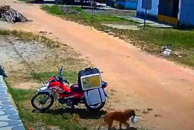 Vídeo: cachorro furta pedido durante entrega e deixa motoboy confuso