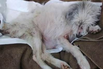 Mulher suspeita de maus-tratos contra cadela é presa