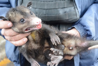 Guarda Municipal resgata gambá no pátio da prefeitura