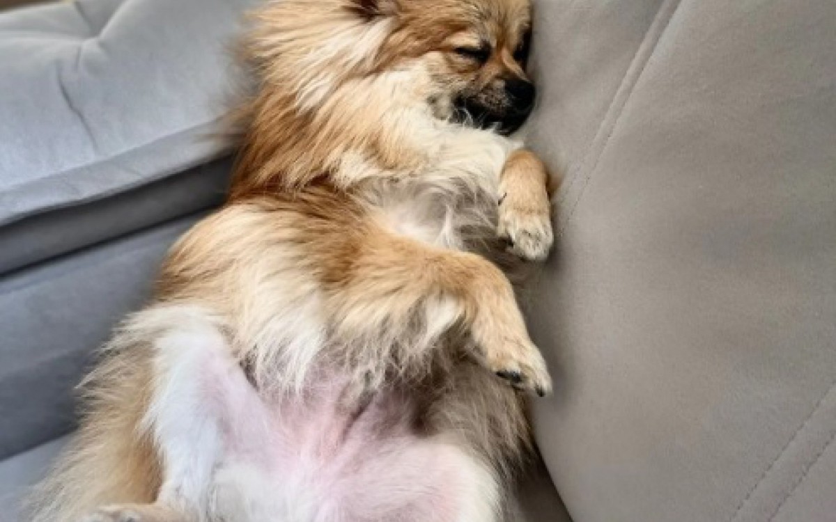 Ted viralizou ao rasgar figurinhas