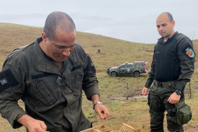 Pássaros silvestres apreendidos pela PRF são soltos em Barra Mansa