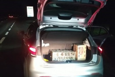 PRF prende homem e apreende 94 aves silvestres