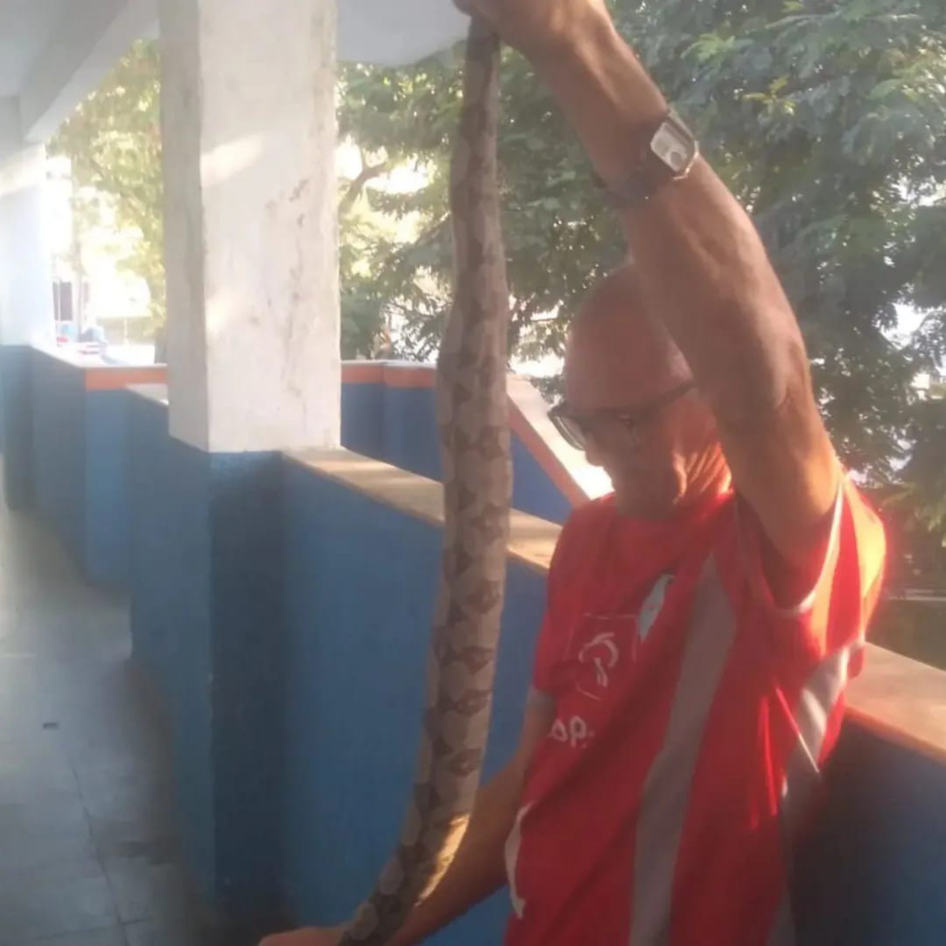 A cobra foi capturada e levada para a sede da Defesa Civil, no último sábado (10)