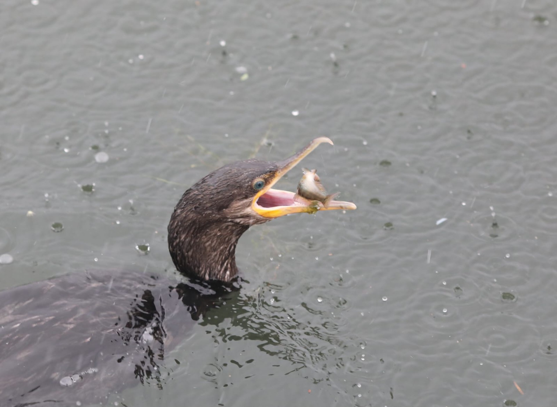 Previsão é de que chuva permaneça até o próximo sábado  - Pedro Ivo/Agência O Dia