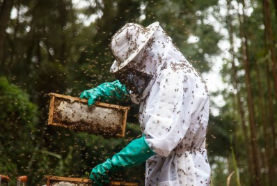 Pequenos apicultores do Tocantins vão ter unidade de beneficiamento