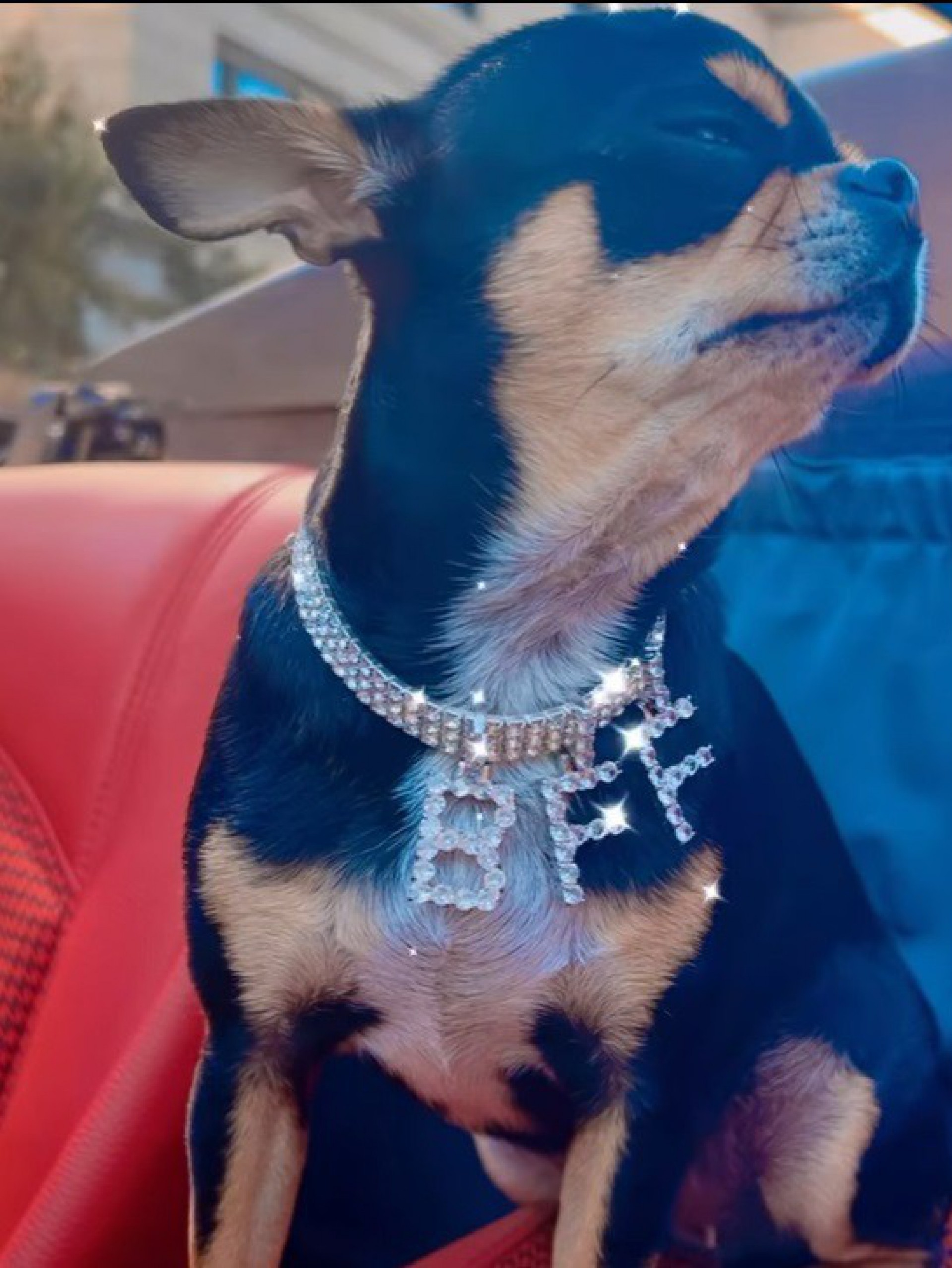 Diamond Baby, cachorrinha desaparecida de Paris Hilton - Reprodução / Instagram