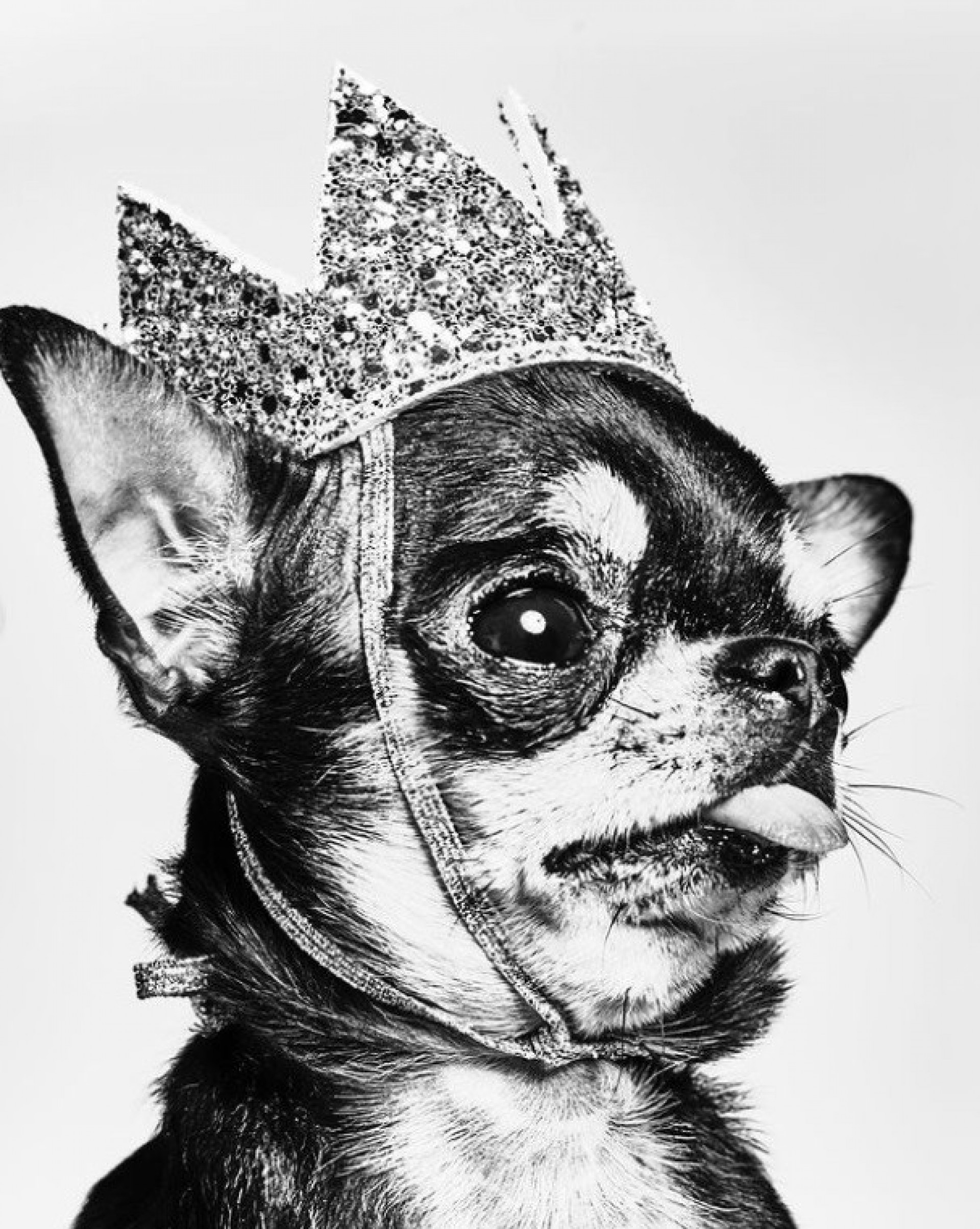 Diamond Baby, cachorrinha desaparecida de Paris Hilton - Reprodução / Instagram