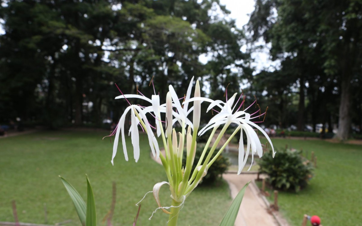 Flores dos jardins do Parque Lage j&aacute; come&ccedil;am a desabrochar - Cleber Mendes / Ag&ecirc;ncia O Dia