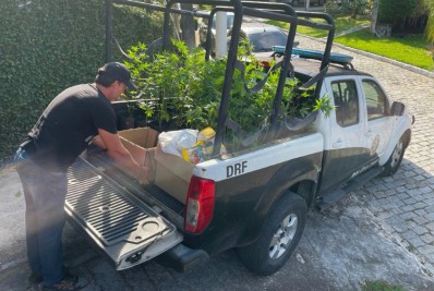 Prisão de traficante revela plantação de maconha em mansão de Itaipu