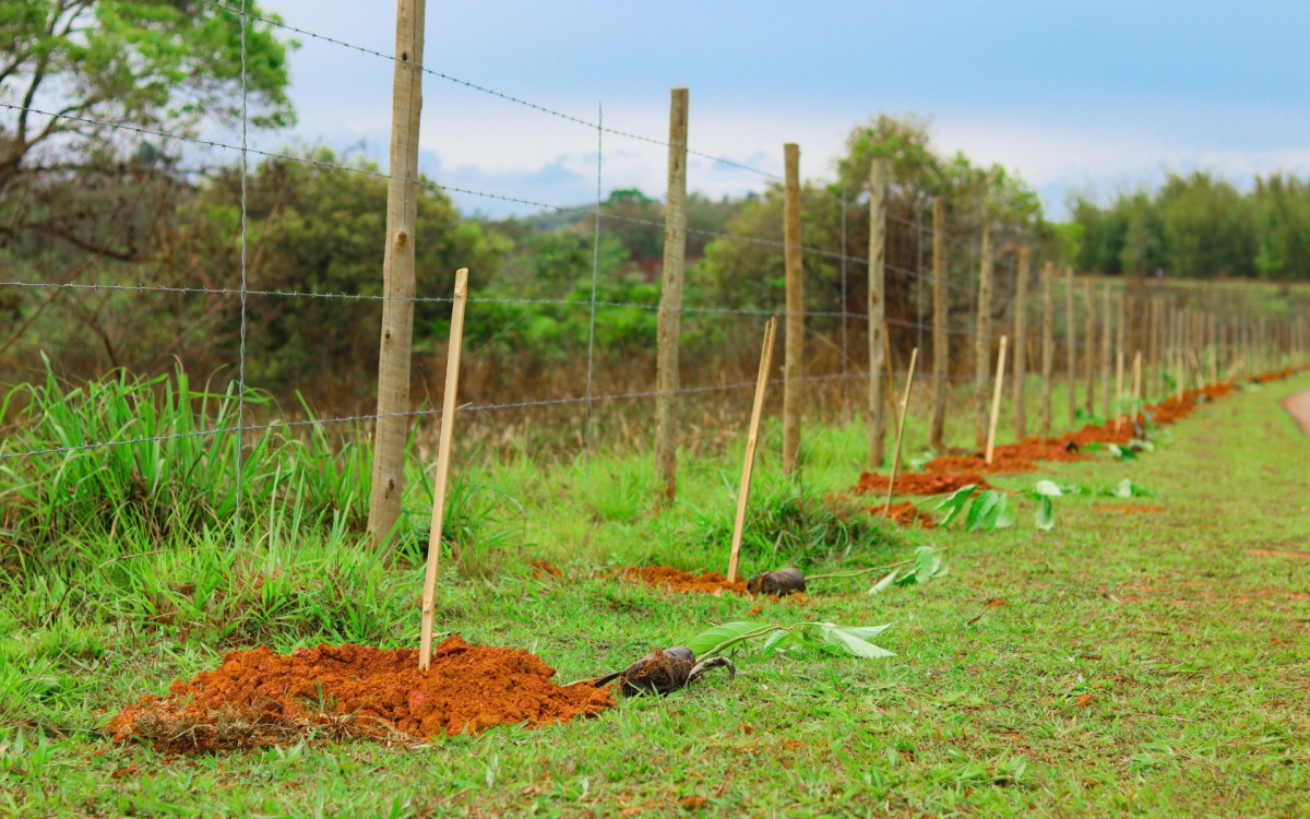 Cada escola adotou uma paineira rosa, que no futuro formar&atilde;o uma alameda, caminho composto por &aacute;rvores
