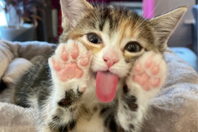 Prefeitura de Caxias promove feira de adoção de animais