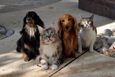 Parque Gericinó de Nilópolis recebe Feira de Adoção de Animais neste sábado (24/09)