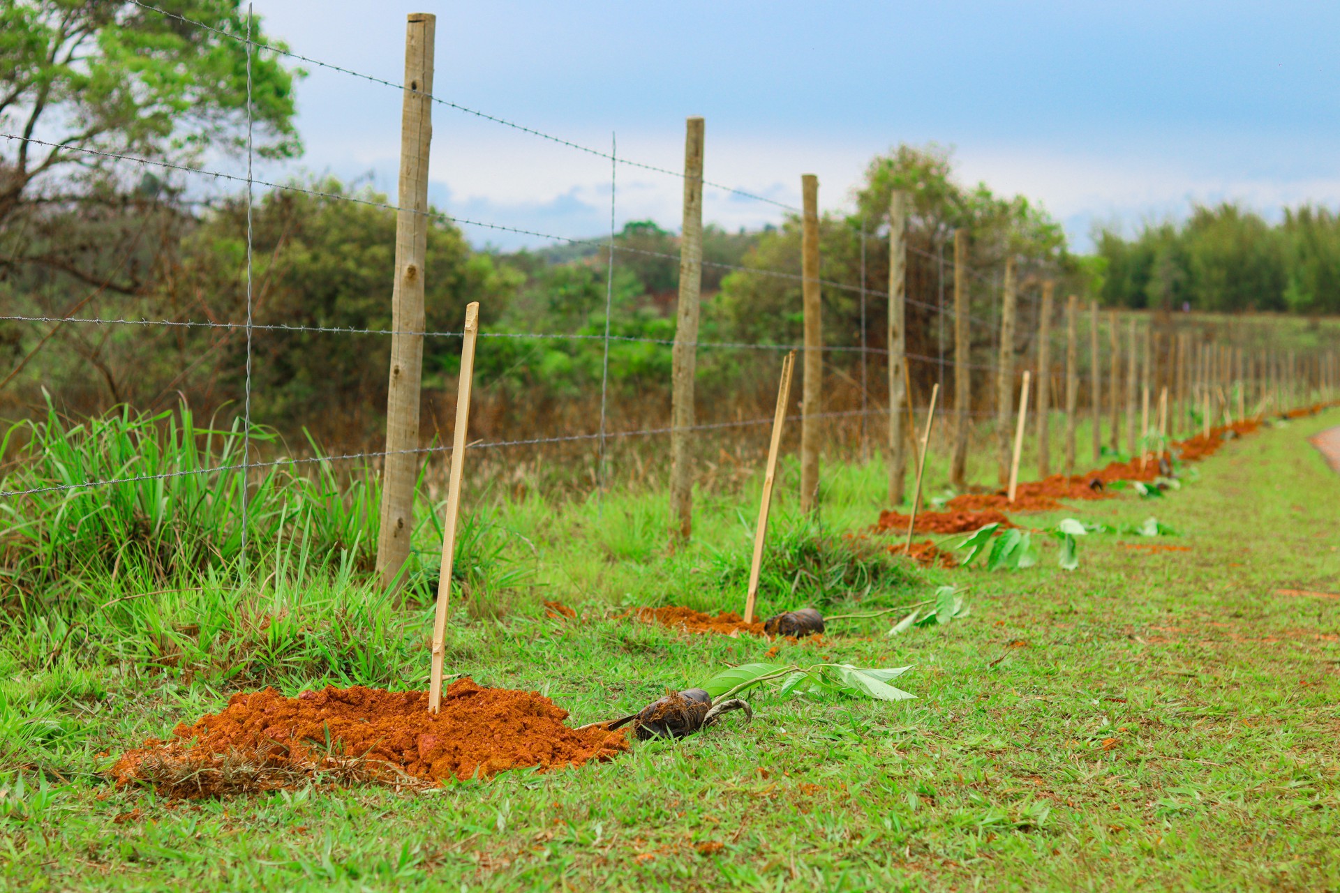 Cada escola adotou uma paineira rosa, que no futuro formar&atilde;o uma alameda, caminho composto por &aacute;rvores - Divulga&ccedil;&atilde;o