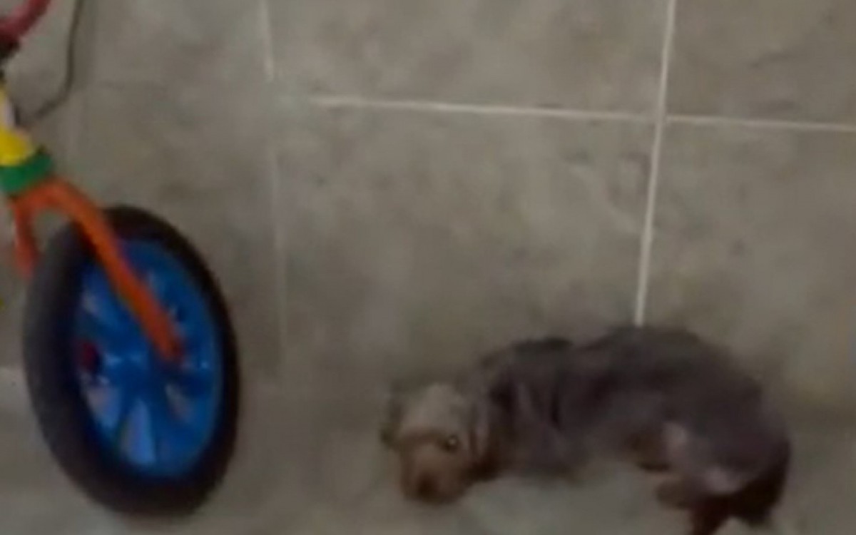 Imagem mostra Tomtom acuado com medo de agress&otilde;es