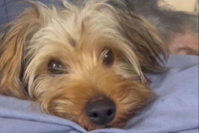 Cachorro que sofria maus-tratos é enviado para adoção