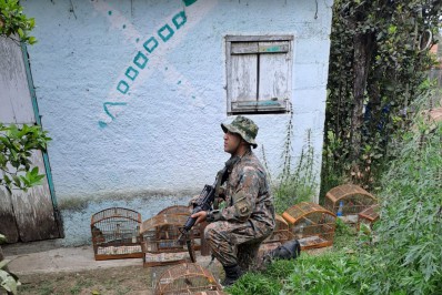 Denúncia do Linha Verde ajuda polícia no resgate de 40 aves silvestres mantidas em cativeiro em Teresópolis