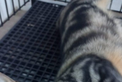 Sábado será dia da Campanha de Vacinação Antirrábica Animal em Mesquita