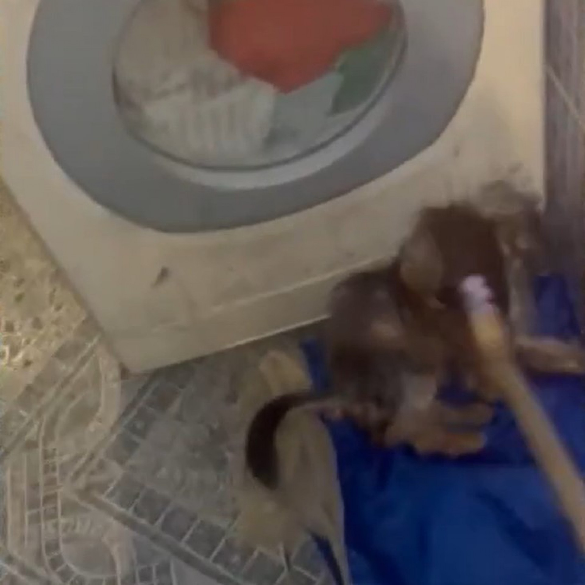 Agressora filmava sequ&ecirc;ncia de ataques com vassoura contra Tomtom