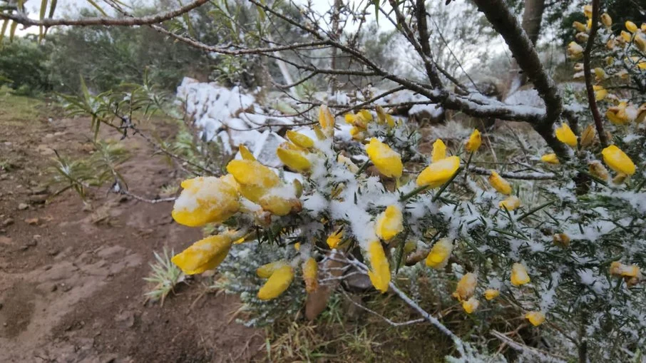 Neve hist&oacute;rica de primavera no Planalto Sul Catarinense
