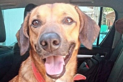 PM resgata cão levado por criminosos em assalto na Zona Norte