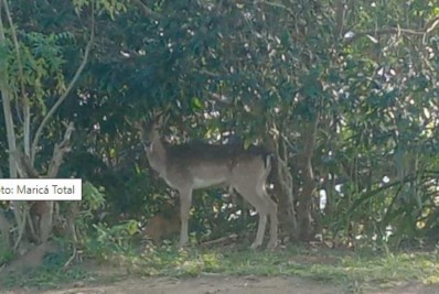 Um veado foi flagrado em Maricá