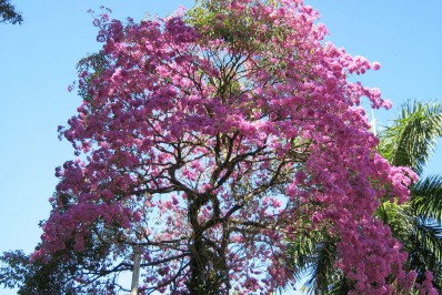 Semana do Cerrado no Jardim Botânico tem atrações a partir deste domingo