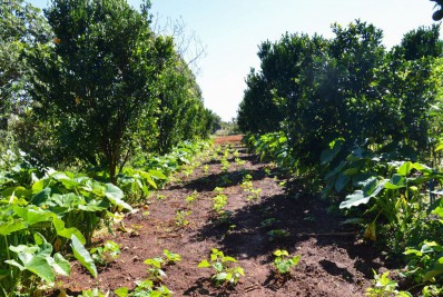 Prazo de entrega de declaração do ITR acaba nesta sexta